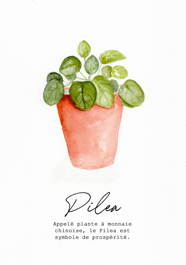Appelé plante à monnaie chinoise, le Pilea est symbole de prospérité