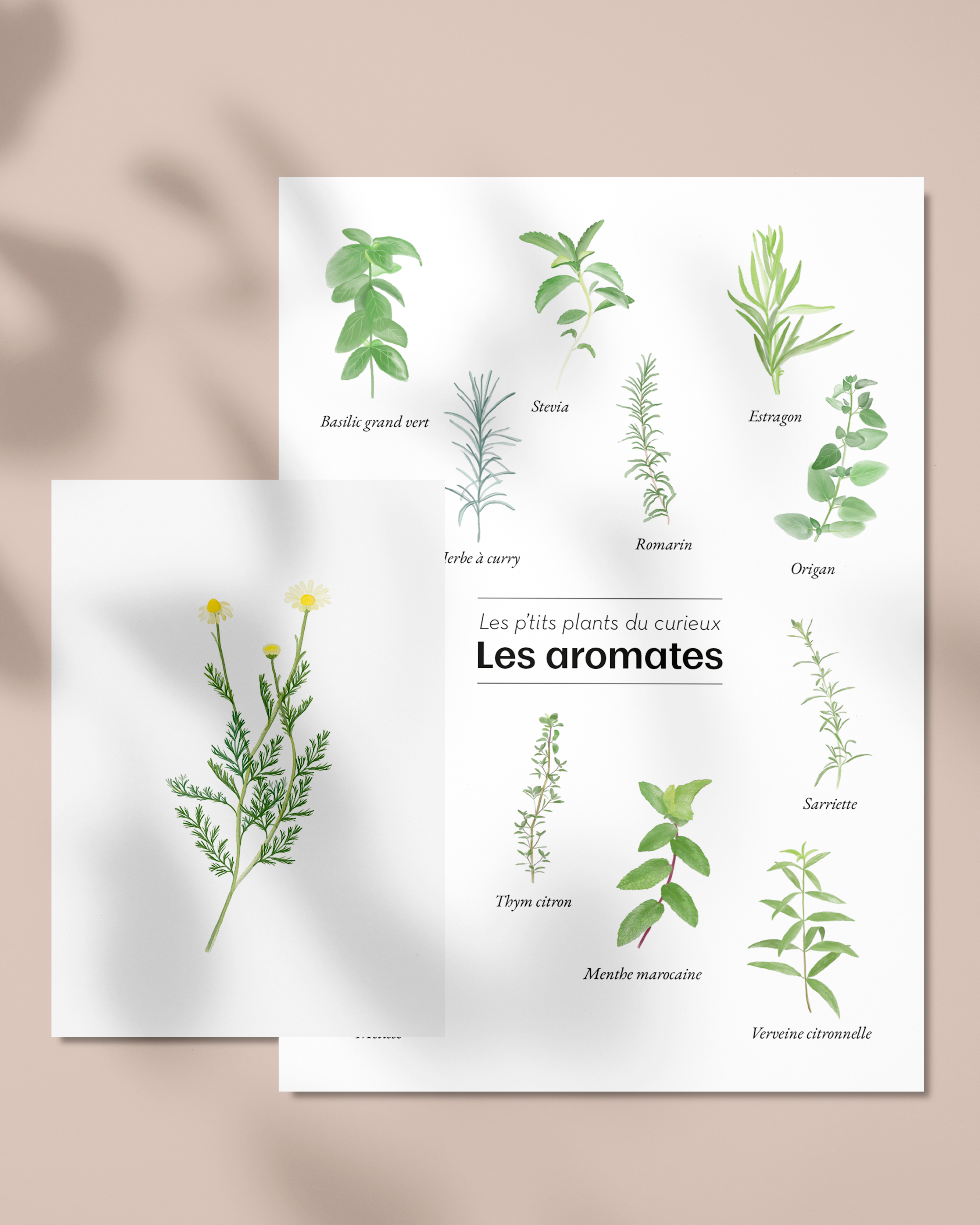 Illustrations botaniques Les Ptit's Plants du Curieux
