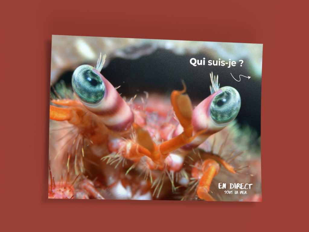 flyer en direct sous la mer